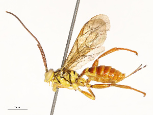  ( - CBG-A67868-F08)  @11 [ ] CreativeCommons - Attribution Share - Alike (2025) CBG Photography Group Centre for Biodiversity Genomics