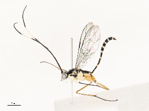  ( - CBG-A67869-G03)  @11 [ ] CreativeCommons - Attribution Share - Alike (2025) CBG Photography Group Centre for Biodiversity Genomics