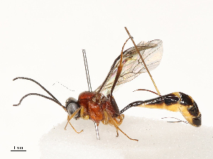  ( - CBG-A67870-E08)  @11 [ ] CreativeCommons - Attribution Share - Alike (2025) CBG Photography Group Centre for Biodiversity Genomics