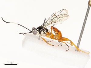  ( - CBG-A67873-C04)  @11 [ ] CreativeCommons - Attribution Share - Alike (2025) CBG Photography Group Centre for Biodiversity Genomics