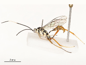  ( - CBG-A67873-F11)  @11 [ ] CreativeCommons - Attribution Share - Alike (2025) CBG Photography Group Centre for Biodiversity Genomics