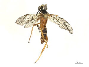  ( - CBG-A67876-A03)  @11 [ ] CreativeCommons - Attribution Share - Alike (2025) CBG Photography Group Centre for Biodiversity Genomics