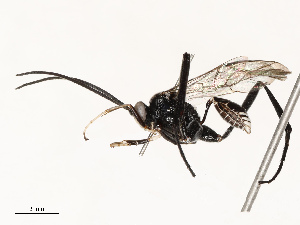  ( - CBG-A67876-A07)  @11 [ ] CreativeCommons - Attribution Share - Alike (2025) CBG Photography Group Centre for Biodiversity Genomics