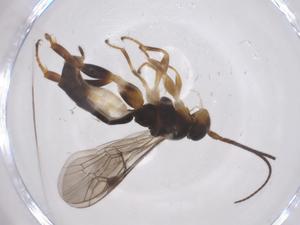  ( - CBG-A68380-E03)  @11 [ ] CreativeCommons - Attribution Share - Alike (2025) Centre for Biodiversity Genomics Centre for Biodiversity Genomics