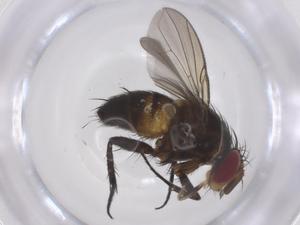  (Actia Malaise4570 - CBG-A68458-C03)  @11 [ ] CreativeCommons - Attribution Share - Alike (2025) Centre for Biodiversity Genomics Centre for Biodiversity Genomics