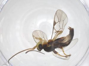  ( - CBG-A68463-F12)  @11 [ ] CreativeCommons - Attribution Share - Alike (2025) Centre for Biodiversity Genomics Centre for Biodiversity Genomics