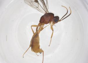  ( - CBG-A68695-A06)  @11 [ ] CreativeCommons - Attribution Share - Alike (2025) Centre for Biodiversity Genomics Centre for Biodiversity Genomics