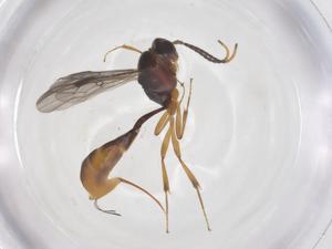  ( - CBG-A68695-D03)  @11 [ ] CreativeCommons - Attribution Share - Alike (2025) Centre for Biodiversity Genomics Centre for Biodiversity Genomics