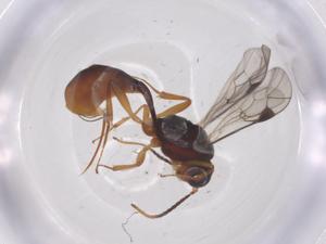  ( - CBG-A68697-C05)  @11 [ ] CreativeCommons - Attribution Share - Alike (2025) Centre for Biodiversity Genomics Centre for Biodiversity Genomics