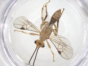  ( - CBG-A68790-G01)  @11 [ ] CreativeCommons - Attribution Share - Alike (2025) Centre for Biodiversity Genomics Centre for Biodiversity Genomics