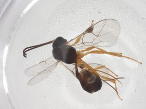  ( - CBG-A68790-G02)  @11 [ ] CreativeCommons - Attribution Share - Alike (2025) Centre for Biodiversity Genomics Centre for Biodiversity Genomics