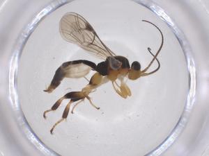  ( - CBG-A68797-E10)  @11 [ ] CreativeCommons - Attribution Share - Alike (2025) Centre for Biodiversity Genomics Centre for Biodiversity Genomics