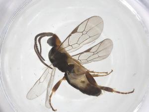  ( - CBG-A68798-H05)  @11 [ ] CreativeCommons - Attribution Share - Alike (2025) Centre for Biodiversity Genomics Centre for Biodiversity Genomics