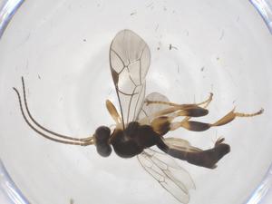  ( - CBG-A68967-D02)  @11 [ ] CreativeCommons - Attribution Share - Alike (2025) Centre for Biodiversity Genomics Centre for Biodiversity Genomics