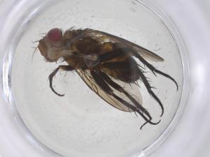  ( - CBG-A68970-A02)  @11 [ ] CreativeCommons - Attribution Share - Alike (2025) Centre for Biodiversity Genomics Centre for Biodiversity Genomics