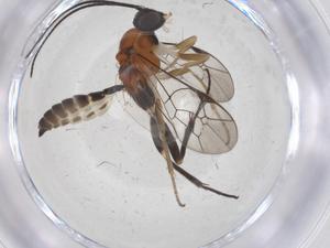  ( - CBG-A68970-B05)  @11 [ ] CreativeCommons - Attribution Share - Alike (2025) Centre for Biodiversity Genomics Centre for Biodiversity Genomics