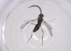  ( - CBG-A68972-C07)  @11 [ ] CreativeCommons - Attribution Share - Alike (2025) Centre for Biodiversity Genomics Centre for Biodiversity Genomics