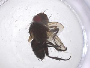  ( - CBG-A68972-E01)  @11 [ ] CreativeCommons - Attribution Share - Alike (2025) Centre for Biodiversity Genomics Centre for Biodiversity Genomics