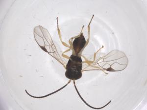  ( - CBG-A68975-H03)  @11 [ ] CreativeCommons - Attribution Share - Alike (2025) Centre for Biodiversity Genomics Centre for Biodiversity Genomics