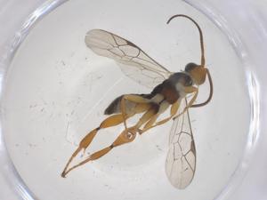  ( - CBG-A68976-C05)  @11 [ ] CreativeCommons - Attribution Share - Alike (2025) Centre for Biodiversity Genomics Centre for Biodiversity Genomics