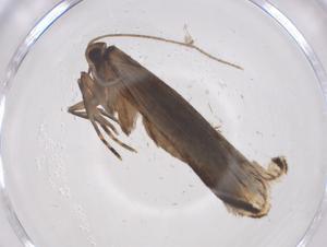  ( - CBG-A69188-G02)  @11 [ ] CreativeCommons - Attribution Share - Alike (2025) Centre for Biodiversity Genomics Centre for Biodiversity Genomics