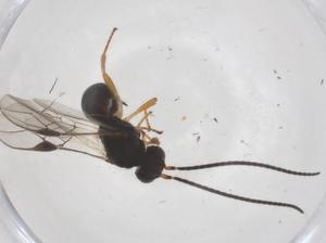  ( - CBG-A69193-B08)  @11 [ ] CreativeCommons - Attribution Share - Alike (2025) Centre for Biodiversity Genomics Centre for Biodiversity Genomics