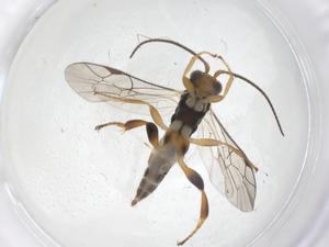  ( - CBG-A69194-A12)  @11 [ ] CreativeCommons - Attribution Share - Alike (2025) Centre for Biodiversity Genomics Centre for Biodiversity Genomics