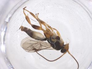  ( - CBG-A69497-G01)  @11 [ ] CreativeCommons - Attribution Share - Alike (2025) Centre for Biodiversity Genomics Centre for Biodiversity Genomics