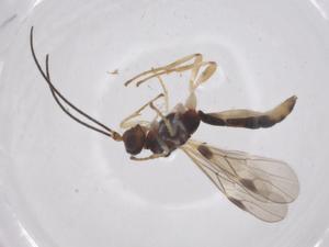  ( - CBG-A69523-F03)  @11 [ ] CreativeCommons - Attribution Share - Alike (2025) Centre for Biodiversity Genomics Centre for Biodiversity Genomics