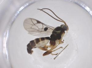  ( - CBG-A69532-D05)  @11 [ ] CreativeCommons - Attribution Share - Alike (2025) Centre for Biodiversity Genomics Centre for Biodiversity Genomics