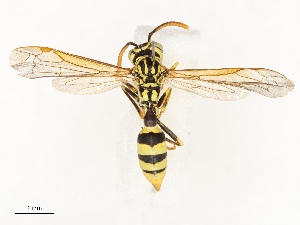  ( - CBG-A69565-A07)  @11 [ ] CreativeCommons - Attribution Share - Alike (2025) CBG Photography Group Centre for Biodiversity Genomics