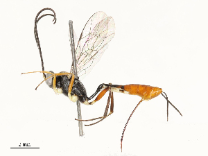  ( - CBG-A69565-B11)  @11 [ ] CreativeCommons - Attribution Share - Alike (2025) CBG Photography Group Centre for Biodiversity Genomics