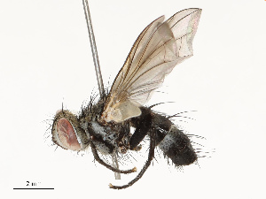  ( - CBG-A69566-B03)  @11 [ ] CreativeCommons - Attribution Share - Alike (2025) CBG Photography Group Centre for Biodiversity Genomics