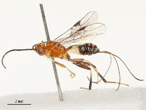  ( - CBG-A69567-A06)  @11 [ ] CreativeCommons - Attribution Share - Alike (2025) CBG Photography Group Centre for Biodiversity Genomics