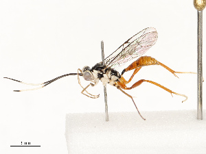  ( - CBG-A69567-G01)  @11 [ ] CreativeCommons - Attribution Share - Alike (2025) CBG Photography Group Centre for Biodiversity Genomics