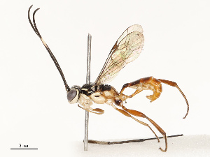  ( - CBG-A69573-E08)  @11 [ ] CreativeCommons - Attribution Share - Alike (2025) CBG Photography Group Centre for Biodiversity Genomics