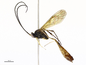 (Dusona Malaise2367 - CBG-A69574-D06)  @11 [ ] CreativeCommons - Attribution Share - Alike (2025) CBG Photography Group Centre for Biodiversity Genomics