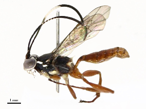  ( - CBG-A69574-E11)  @11 [ ] CreativeCommons - Attribution Share - Alike (2025) CBG Photography Group Centre for Biodiversity Genomics