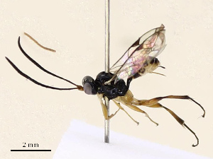  (ichneuMalaise01 Malaise4928 - CBG-A69574-F06)  @11 [ ] CreativeCommons - Attribution Share - Alike (2025) CBG Photography Group Centre for Biodiversity Genomics