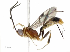  (Trathala Malaise1482 - CBG-A69574-G01)  @11 [ ] CreativeCommons - Attribution Share - Alike (2025) CBG Photography Group Centre for Biodiversity Genomics
