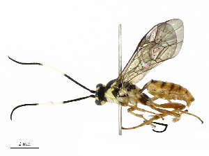  ( - CBG-A69574-H03)  @11 [ ] CreativeCommons - Attribution Share - Alike (2025) CBG Photography Group Centre for Biodiversity Genomics