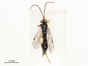  ( - CBG-A69575-C01)  @11 [ ] CreativeCommons - Attribution Share - Alike (2025) CBG Photography Group Centre for Biodiversity Genomics