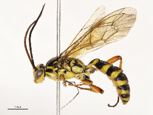  ( - CBG-A69577-A07)  @11 [ ] CreativeCommons - Attribution Share - Alike (2025) CBG Photography Group Centre for Biodiversity Genomics