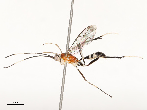  ( - CBG-A69577-B07)  @11 [ ] CreativeCommons - Attribution Share - Alike (2025) CBG Photography Group Centre for Biodiversity Genomics