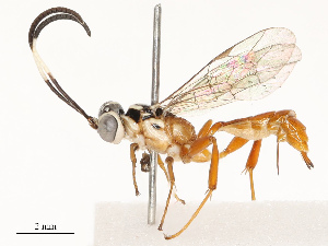  ( - CBG-A69577-C07)  @11 [ ] CreativeCommons - Attribution Share - Alike (2025) CBG Photography Group Centre for Biodiversity Genomics