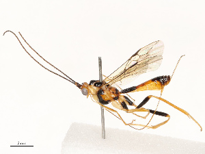  ( - CBG-A69577-D12)  @11 [ ] CreativeCommons - Attribution Share - Alike (2025) CBG Photography Group Centre for Biodiversity Genomics