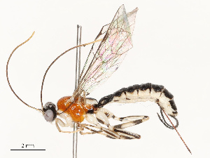 ( - CBG-A69578-H02)  @11 [ ] CreativeCommons - Attribution Share - Alike (2025) CBG Photography Group Centre for Biodiversity Genomics