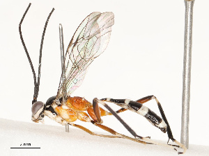  ( - CBG-A69581-G03)  @11 [ ] CreativeCommons - Attribution Share - Alike (2025) CBG Photography Group Centre for Biodiversity Genomics