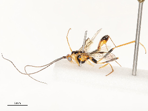  ( - CBG-A69581-G11)  @11 [ ] CreativeCommons - Attribution Share - Alike (2025) CBG Photography Group Centre for Biodiversity Genomics