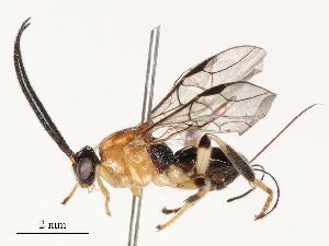  ( - CBG-A69589-A05)  @11 [ ] CreativeCommons - Attribution Share - Alike (2025) CBG Photography Group Centre for Biodiversity Genomics